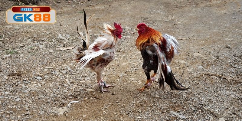 Quy định xử lý kết quả hòa